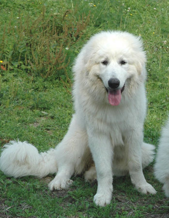 Pyrenäenberghund Hunde Foto 38707 Pyrenäenberghund Pyrenäenberghunde vom Araberhof VDH/FCI