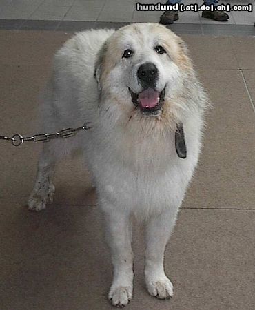Pyrenäenberghund King Lear vom Alatau, genannt Major