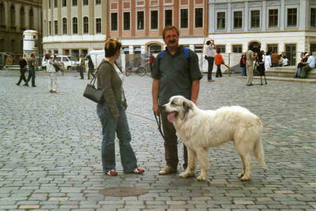 Pyrenäenberghund Hunde Foto 33715 Pyrenäenberghund auf dem Marktplatz vor der Frauenkirche