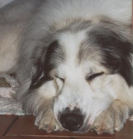 Pyrenäenberghund Monty  (CH.Cyro Mountain Almanach)