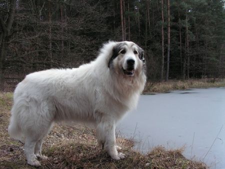 Pyrenäenberghund Hunde Foto 37575 Pyrenäenberghund Monty