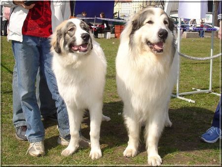 Pyrenäenberghund Monty und Ihr Son Assan