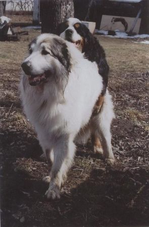 Pyrenäenberghund Hunde Foto 30560 Pyrenäenberghund Monty und Bilbo (CH.Cyro Mountain Almanach)