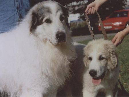 Pyrenäenberghund Hunde Foto 29898 Pyrenäenberghund CH.Cyro Mountain Almanach und ihr Sohn Gaston Filipuv dvur