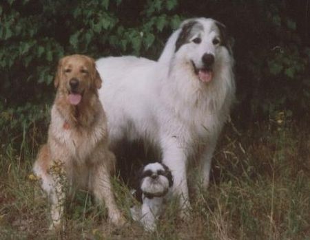 Pyrenäenberghund Hunde Foto 30092 Pyrenäenberghund CH.Cyro Mountain almanach,hovawart Gita und shih-tzu Bessi