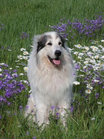 Pyrenäenberghund Hunde Foto 32036 Pyrenäenberghund Monty