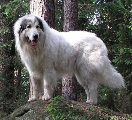 Pyrenäenberghund Hunde Foto 32034 in höherer Auflösung ansehen Pyrenäenberghund Monty