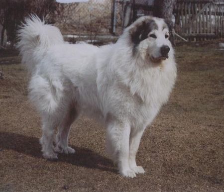 Pyrenäenberghund Hunde Foto 30559 in höherer Auflösung ansehen Pyrenäenberghund Monty (CH.Cyro Mountain Almanach)