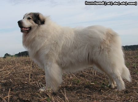 Pyrenäenberghund Hunde Foto 44697 in höherer Auflösung ansehen Pyrenäenberghund Monty