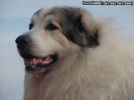 Pyrenäenberghund Hunde Foto 44698 in höherer Auflösung ansehen Pyrenäenberghund Monty 1