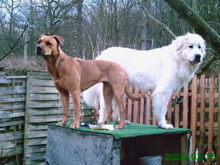 Pyrenäenberghund Bozena mit Sahra, der Fühling ist in sicht