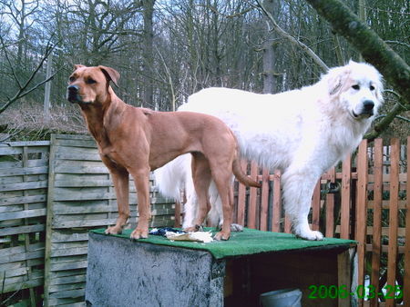 Pyrenäenberghund Hunde Foto 30465 in höherer Auflösung ansehen Pyrenäenberghund Bozena mit Sahra, der Fühling ist in sicht