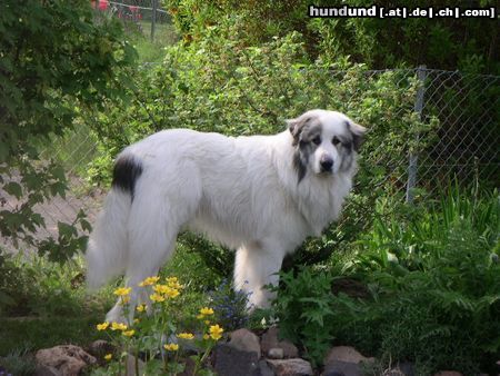 Pyrenäenberghund Chico 