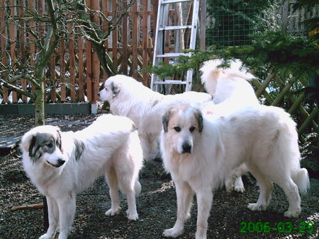Pyrenäenberghund Hunde Foto 30502 in höherer Auflösung ansehen Pyrenäenberghund Cedrik, Ginna