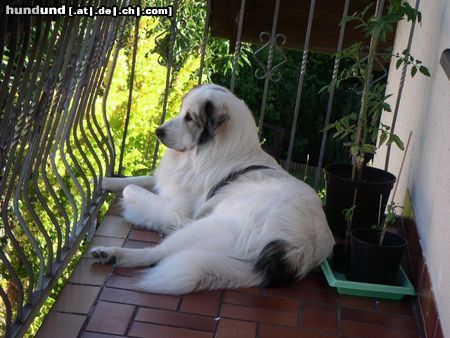 Pyrenäenberghund Chico