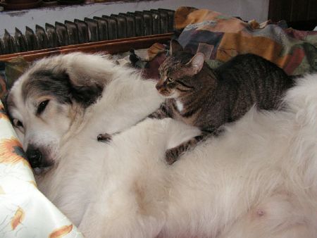 Pyrenäenberghund Hunde Foto 36116 in höherer Auflösung ansehen Pyrenäenberghund Monty mit seiner Katzenfreund Tedy