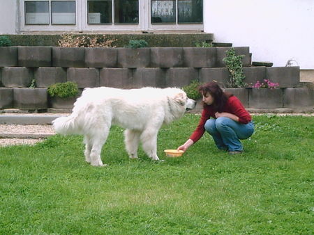 Pyrenäenberghund Hunde Foto 31877 in höherer Auflösung ansehen Pyrenäenberghund Bozena lernt Ginna ihre Züchtrin kennen und findet sie OK