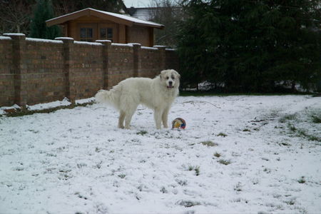 Pyrenäenberghund Hunde Foto 38940 in höherer Auflösung ansehen Pyrenäenberghund Czojou