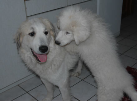 Pyrenäenberghund Hunde Foto 37069 Pyrenäenberghund Pyrenäenberghunde vom Araberhof VDH / FCI noch ein foto für Frau Liederer zum austoben