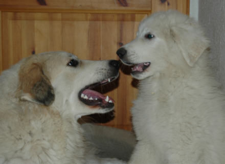 Pyrenäenberghund Hunde Foto 37049 Pyrenäenberghund Pyrenäenberghunde vom Araberhof VDH/FCI