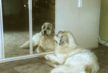 Pyrenäenberghund Hunde Foto 32118 in höherer Auflösung ansehen Pyrenäenberghund muß ich auch aufstehen?