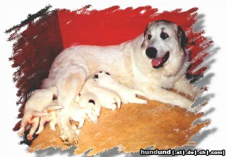 Pyrenäenberghund Bojar vom Hause Mordhorst