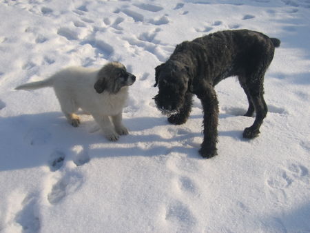 Pyrenäenberghund Hunde Foto 29369 Pyrenäenberghund Come´ of the living Snowdrift