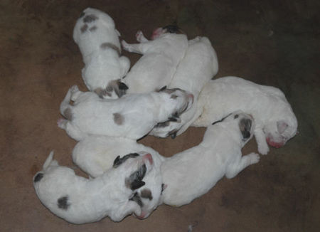 Pyrenäenberghund Hunde Foto 39830 Pyrenäenberghund Pyrenäenberghunde vom Araberhof, G-Wurf, 2 Tage alt