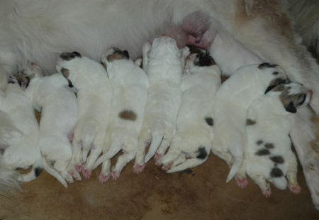 Pyrenäenberghund Hunde Foto 39831 Pyrenäenberghund Pyrenäenberghunde vom Araberhof, G-Wurf, 2 Tage alt