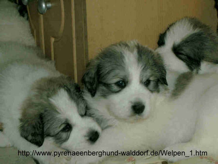 Pyrenäenberghund Hunde Foto 43973 Pyrenäenberghund Unser A . Wurf ist da