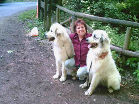Pyrenäenberghund Hunde Foto 32486 in höherer Auflösung ansehen Pyrenäenberghund