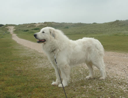 Pyrenäenberghund Hunde Foto 38999 Pyrenäenberghund Pyrenäenberghunde vom Araberhof (VDH/FCI )