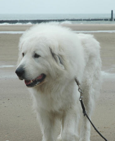 Pyrenäenberghund Hunde Foto 39000 Pyrenäenberghund Pyrenäenberghunde vom Araberhof (VDH/FCI )