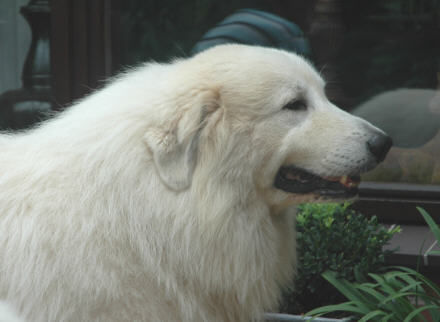 Pyrenäenberghund Hunde Foto 39005 Pyrenäenberghund Pyrenäenberghunde vom Araberhof (VDH/FCI )