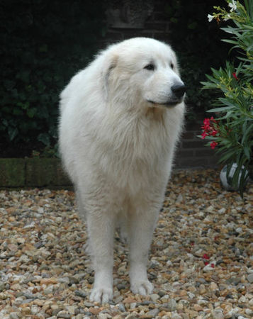 Pyrenäenberghund Hunde Foto 39007 Pyrenäenberghund Pyrenäenberghunde vom Araberhof (VDH/FCI )