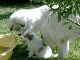 Pyrenäenberghund Hunde Foto 38778 in höherer Auflösung ansehen Pyrenäenberghund