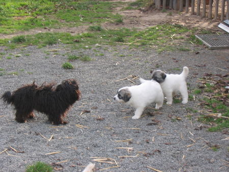 Pyrenäenberghund Hunde Foto 35820 Pyrenäenberghund