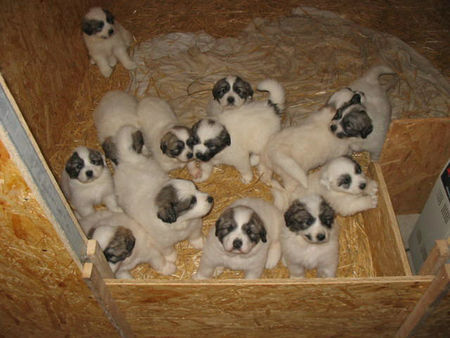 Pyrenäenberghund Hunde Foto 29339 Pyrenäenberghund Welpen of the living Snowdrift