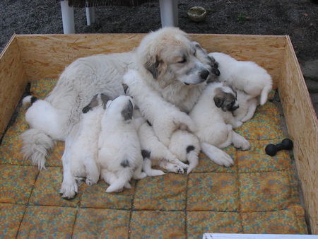 Pyrenäenberghund Hunde Foto 29341 in höherer Auflösung ansehen Pyrenäenberghund Allegra of the living Snowdrift und Welpen