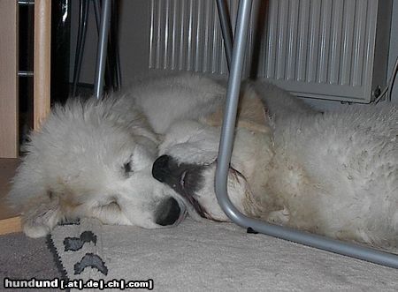 Pyrenäenberghund Hunde Foto 25051 in höherer Auflösung ansehen Pyrenäenberghund Wir haben überall Platz!