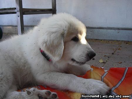 Pyrenäenberghund Hunde Foto 25046 in höherer Auflösung ansehen Pyrenäenberghund Ich pack schon mal die Grillkohle aus!