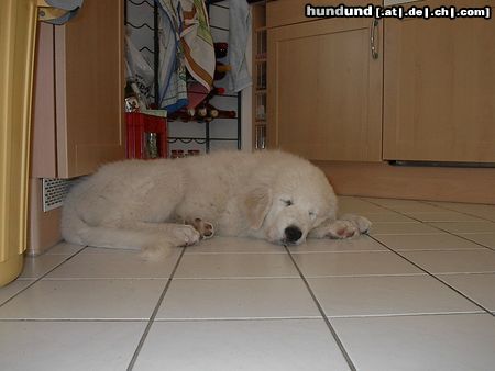 Pyrenäenberghund Hunde Foto 25047 in höherer Auflösung ansehen Pyrenäenberghund Müüüüde!!!