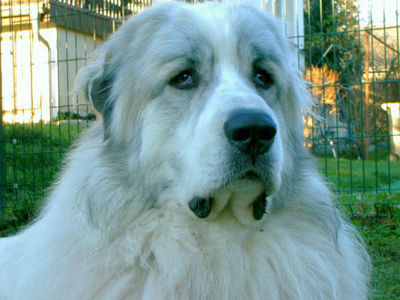 Pyrenäenberghund Hunde Foto 42288 in höherer Auflösung ansehen Pyrenäenberghund Bennet lebt wieder