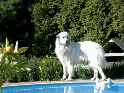 Pyrenäenberghund Hunde Foto 41935 in höherer Auflösung ansehen Pyrenäenberghund Benett of the living Snowdrift
