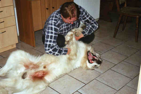 Pyrenäenberghund Hunde Foto 33497 in höherer Auflösung ansehen Pyrenäenberghund