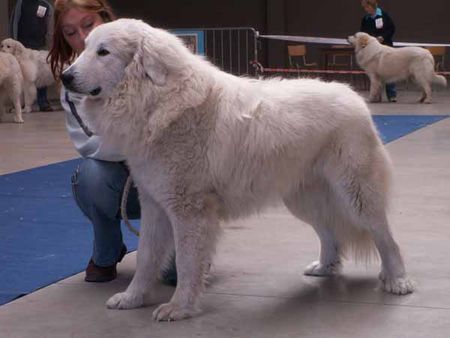 Pyrenäenberghund Hunde Foto 35684 Pyrenäenberghund Cantaou du Tuc de L'Adosse ( Martine Bertrand, Belgien )