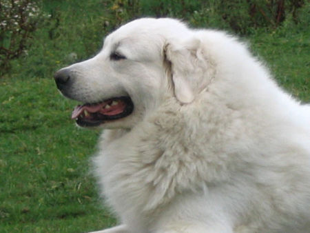 Pyrenäenberghund Hunde Foto 34492 Pyrenäenberghund Pyrenäenberghunde vom Araberhof