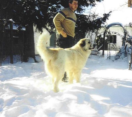 Pyrenäenberghund Clea zum Königsbaum