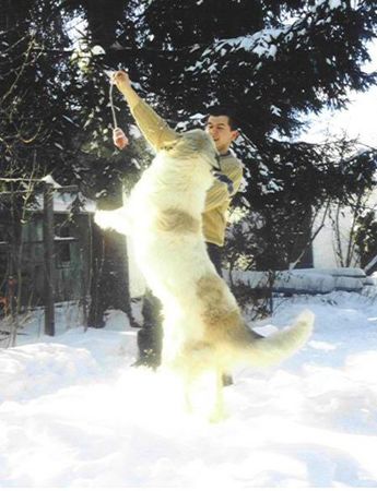 Pyrenäenberghund Clea zum Königsbaum