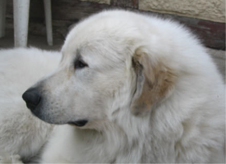 Pyrenäenberghund Hunde Foto 33038 Pyrenäenberghund Symfonie van Merode Elvis